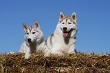 SIBERIAN HUSKY 699